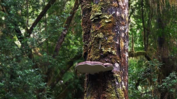 在澳大利亚塔斯马尼亚西海岸的戈多恩河的雨林树上生长的支架地衣 — 图库视频影像