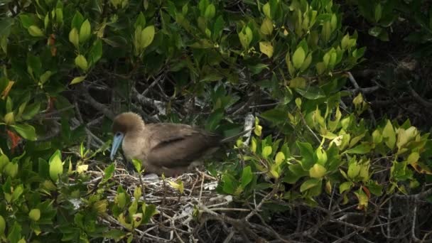 Piquero Patas Rojas Anidando Tiende Polluelo Isla Genovesa Las Islas — Vídeos de Stock