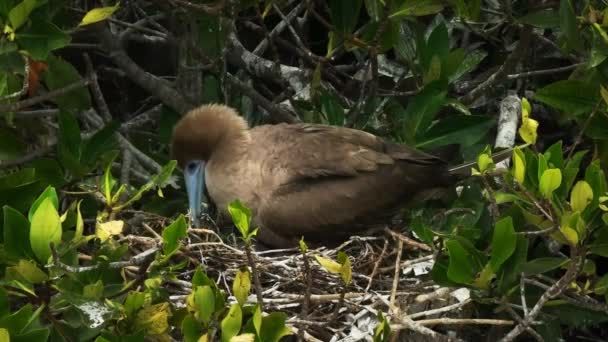 Primer Plano Teta Patas Rojas Anidando Polluelo Joven Isla Genovesa — Vídeo de stock