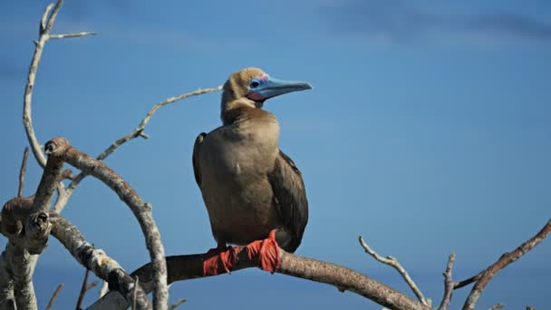 Red-footed Booby zat op een tak op Isla woningen — Stockvideo