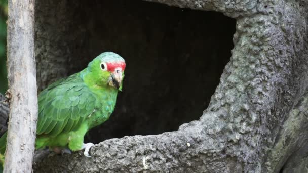 Red-lored parrot at a park in ecuador — Stock Video