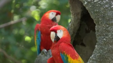 ekvador bir parkta kızıl macaw
