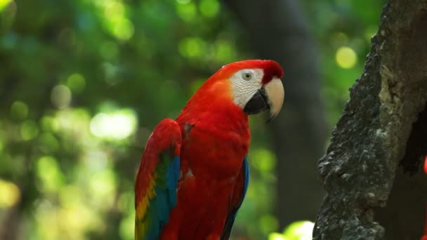 gros plan d'un aras écarlate dans un parc à ecuador 