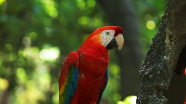 Close up of a scarlet macaw in a park in ecuador — Stock Video