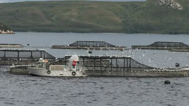 Het voeden van Atlantische zalm op een boerderij in Macquarie Harbour — Stockvideo