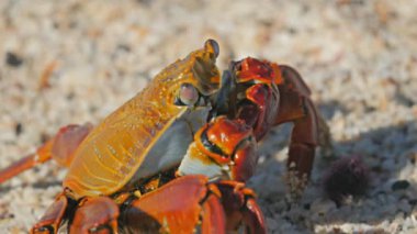 galapagos isla santa cruz bir sally lightfoot yengeç aşırı yakın