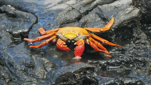 Sally crabe des pieds légers sur l'île de santiago dans les galapagos — Video
