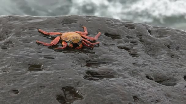 Sally lightfoot crab on a rocky shore at isla espanola in the galpapgos — стоковое видео