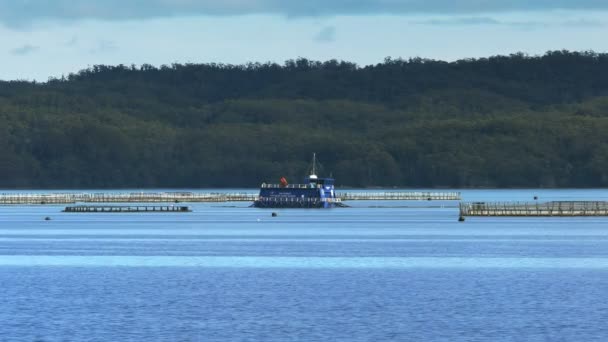 Salmon pena peternakan macquarie pelabuhan seperti yang terlihat dari gordon sungai cruise — Stok Video