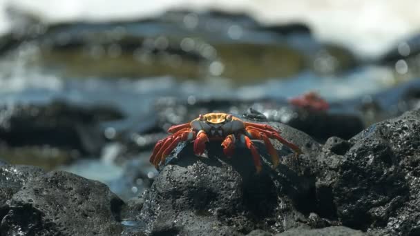 Sally crabe des pieds légers avec des vagues sur le rivage à Santa cruz dans les galapagos — Video