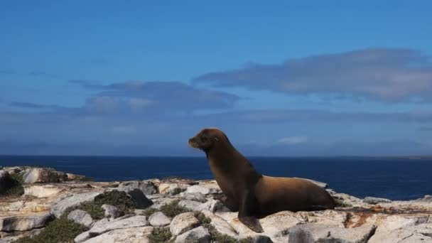 Adult sea lion on isla south plazas in the galapagos — Stock Video