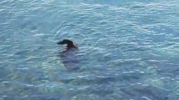 갈라파고스 섬의 이슬라 로보스에서 수영하는 바다 사자의 높은 각도 샷 — 비디오