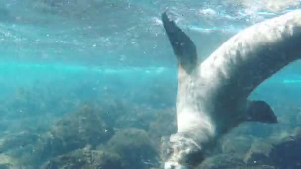 Tiro subaquático de leões marinhos nadando em praças sul nas ilhas de galápagos, equador — Vídeo de Stock