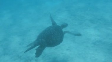 galapagos güney plazalarda bir deniz kaplumbağası sualtı çekim