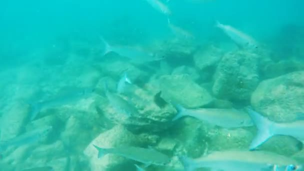 En skola av silver Galapagos mulle simma förbi en snorkeler på Isla Bartolome — Stockvideo
