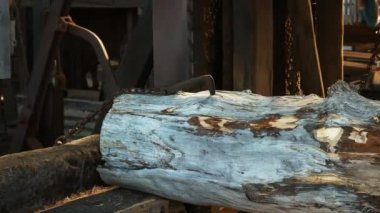 Tazmanya tarihi bir huon çam fabrikasında kesilen bir günlük yakın