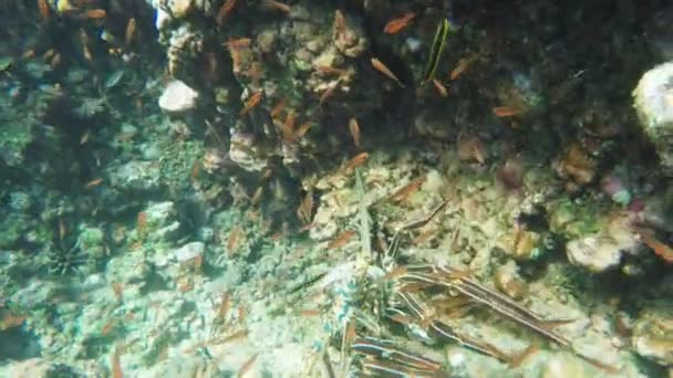 Under vattnet närbild av en taggig hummer på Isla Espanola i Galapagosöarna — Stockvideo