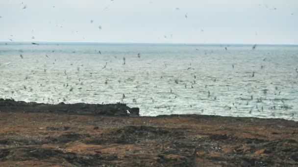 V Isla Genovesa na ostrovech Galapágské se k nim v hnízdících koloniích vklížuje bouřková bouře. — Stock video