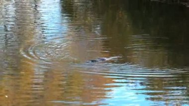 sonbahar ağaçlarının yansıması ile bir nehirde yüzen tazmanya ornitorenk
