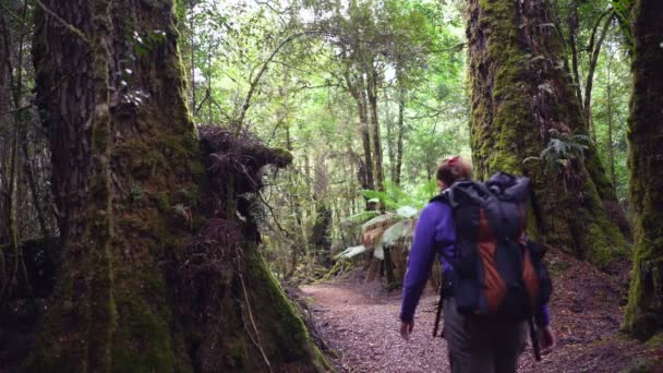 Caminhante fêmea admira a floresta na floresta tropical tarkine na costa oeste da tasmânia — Vídeo de Stock