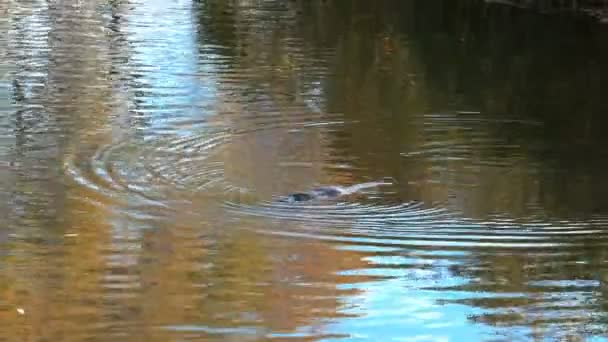 Tasmanisches Schnabeltier schwimmt in einem Fluss im Reflex herbstlicher Bäume — Stockvideo