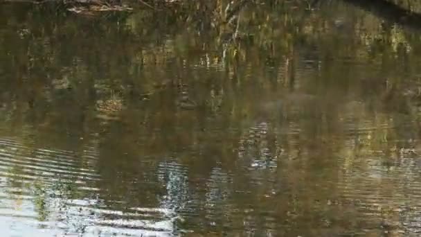 plan long d'un ornithorynque nageant dans une rivière 