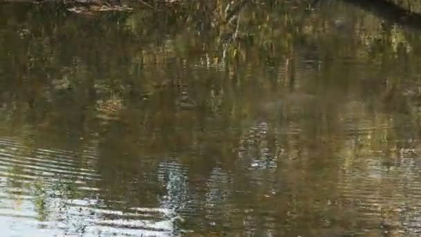 Weitschuss eines Schnabeltieres, das in einem Fluss schwimmt — Stockvideo