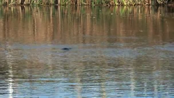 Largo tiro de un ornitorrinco salvaje nadando en un río en tasmania — Vídeo de stock