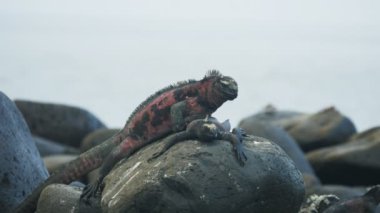 galapagosis isla espanola bir kaya üzerinde iki deniz iguanalar