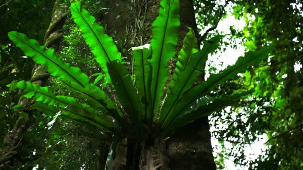 Крупним планом пташине гніздо папороті в дереві на весняному брилі — стокове відео