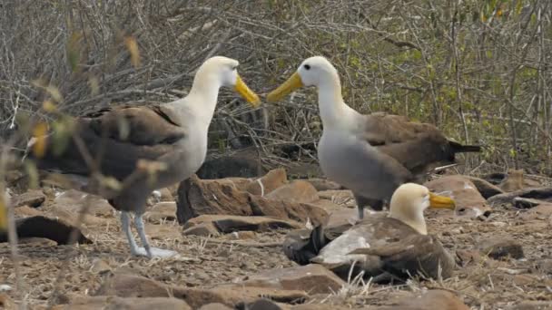 A pair of waved albatross tap beaks in a mating ritual in the galapagos islands — Stock Video