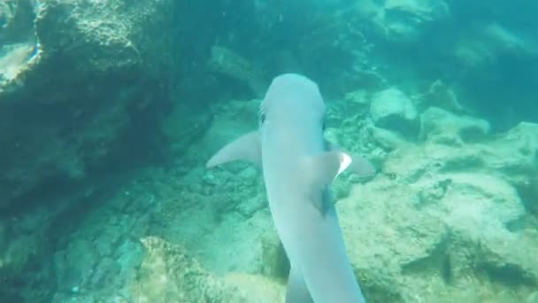 Snorkeler sleduje žraloka z útesů s bílým hrotem na ostrovech Galapágské — Stock video
