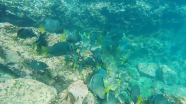 galapagosisisla espanola de sarı kuyruklu cerrah balığı