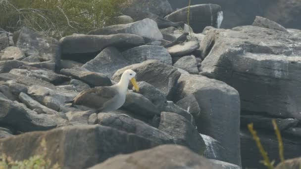 A intett Albatross veszi repülés Isla Espanola a Galapagos — Stock videók