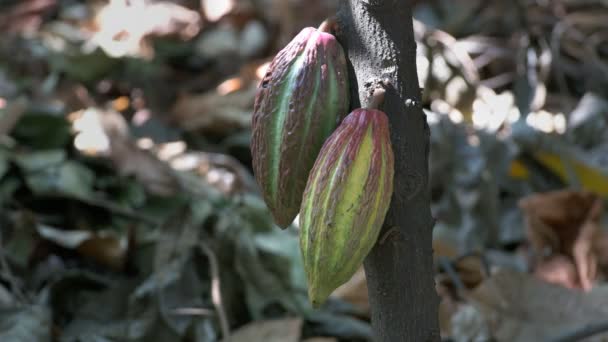 Primer plano de dos vainas de cacao amarillo y púrpura en un árbol — Vídeos de Stock