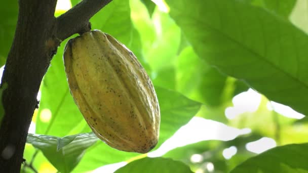 Close up of a yellow cacao pod on a tree — Stock Video