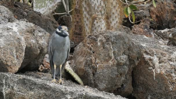 Żółty koronowany noc Czapę na Isla Genovesa w Galapagos — Wideo stockowe