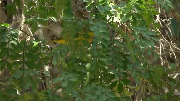 Curruca amarilla en un árbol en Santa Cruz en las islas Galalagos — Vídeos de Stock