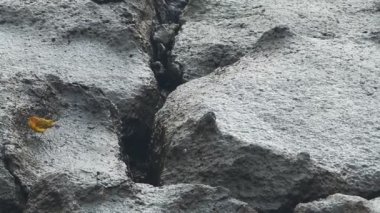 galapagosis isla sth plazalar üzerinde sarı ötleğen yem