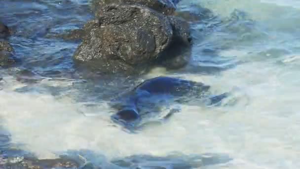 Braunpelikan am Ufer des Nordseymour in den Galapagos mit Daphne major — Stockvideo