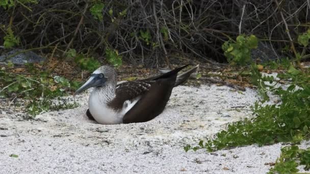 S modrou patou na hnízdě v Isla Lobos v Galapágské — Stock video