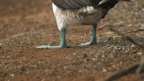 Galapagoslarda ayaklarını kaldıran mavi ayaklı bir bubi arka düşük açı çekim — Stok video