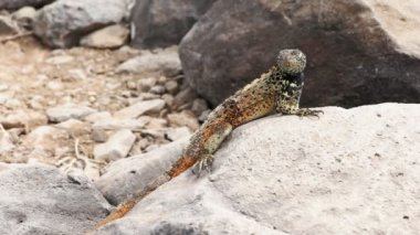 galapagos adalarında isla espanola bir kaya üzerinde kendini güneşleyen bir başlık lav kertenkele