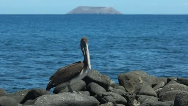 Brązowy Pelikan na brzegu North Seymour Galapagos — Wideo stockowe