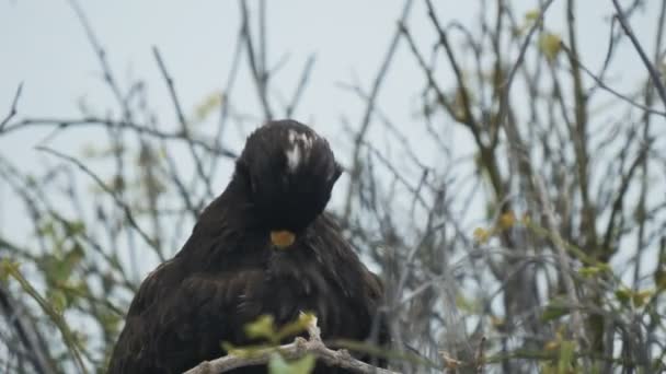 Nahaufnahme eines Galapagos-Habichts, der auf der isla espanola auf den Galapagos-Inseln jagt — Stockvideo