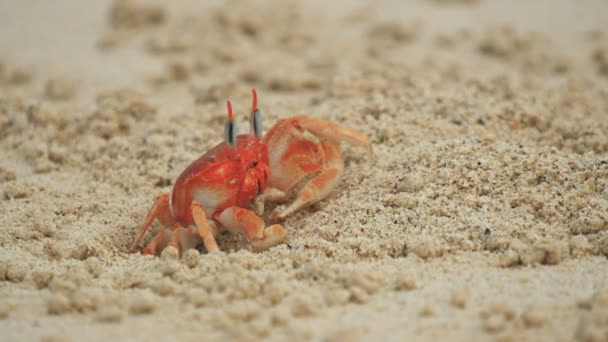 Un cangrejo fantasma en una playa en isla san cristobal en las galápagos — Vídeos de Stock