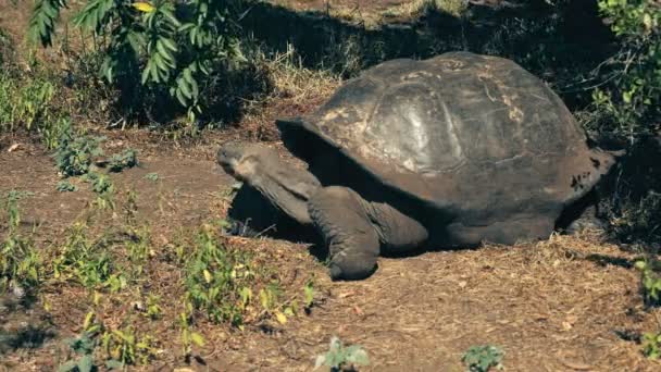 Uma grande tartaruga gigante de galápagos alimentando-se na isla santa cruz nas galápagos — Vídeo de Stock