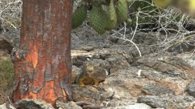 galapagos arazi iguana ve bir kaktüs ağacı nın öğleden sonra atış