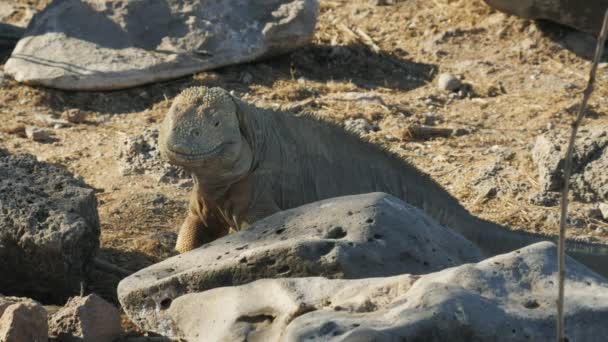Close up of a large land iguana on isla santa fe in the galapagos — Stock Video