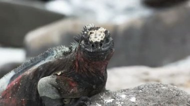 galapagos ağzını açaçan deniz iguana aşırı yakın